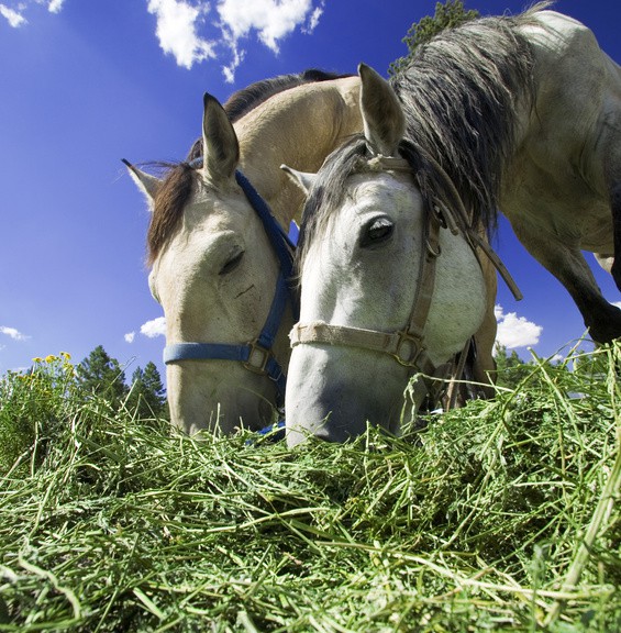 the-chronicle-of-the-horse