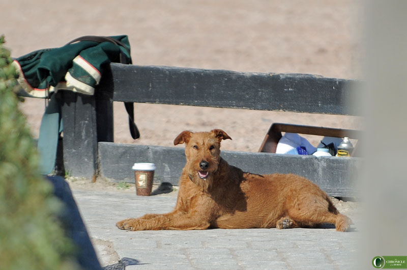 webdogDSC_4740