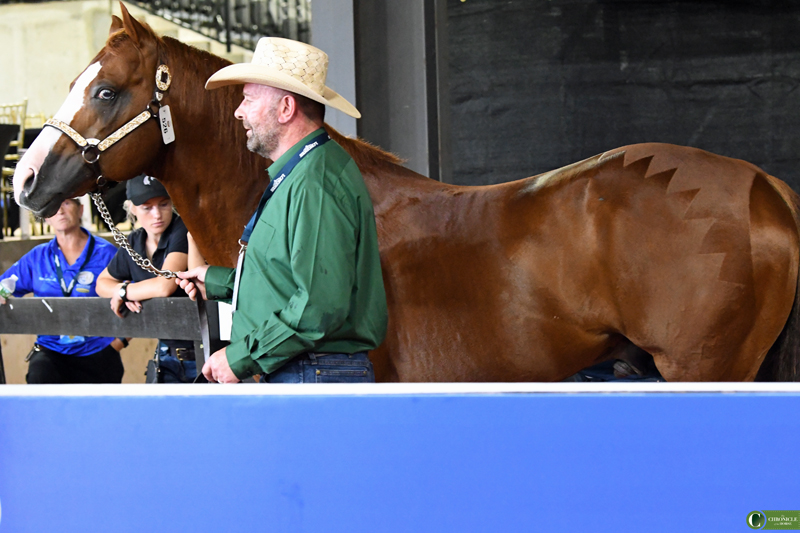 reining508IrelanDSC_1494