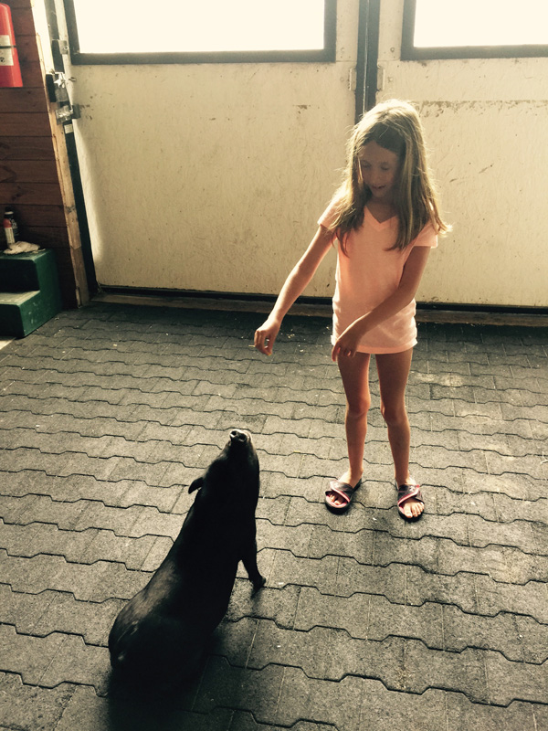 Alexa teaching Wilbur to sit