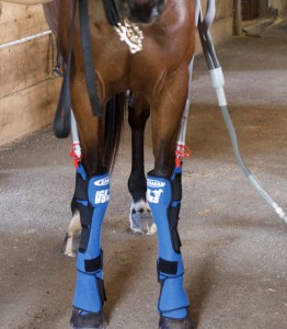 icehorse
